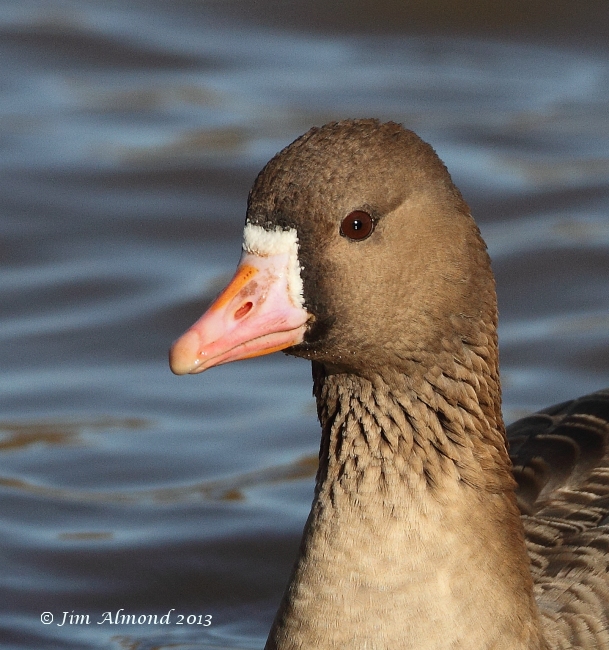 White fronted Goose head on cu VP 28 1 13  IMG_3353